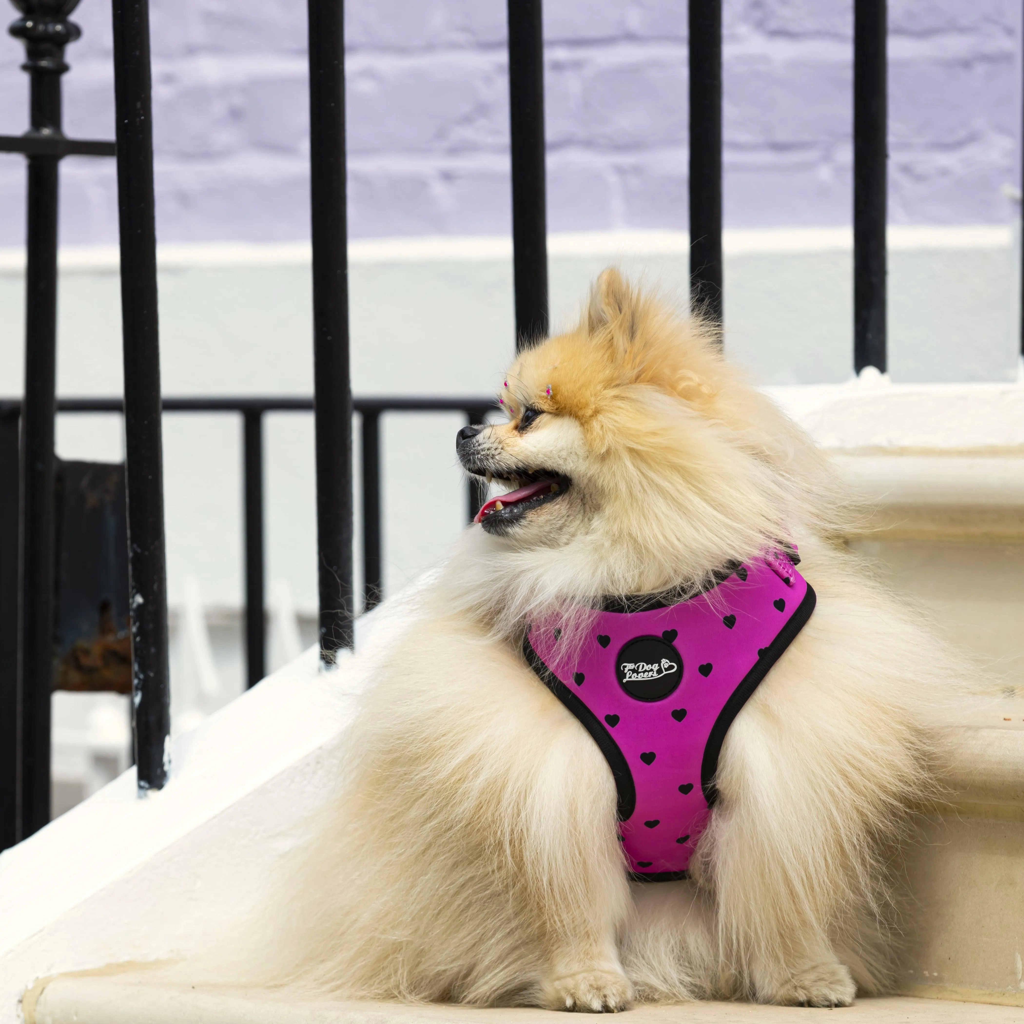 Adjustable Dog Harness Follow Your Heart