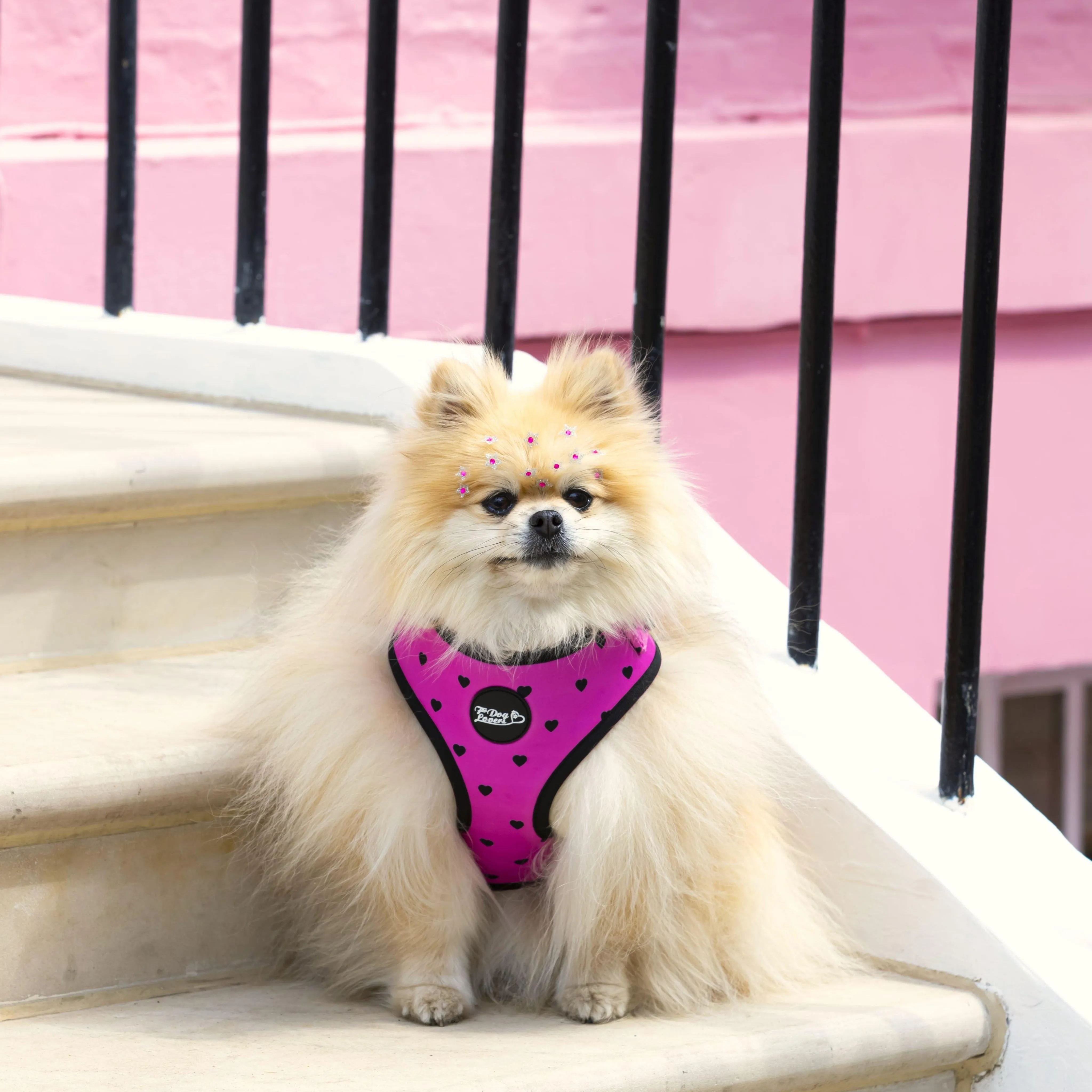 Adjustable Dog Harness Follow Your Heart