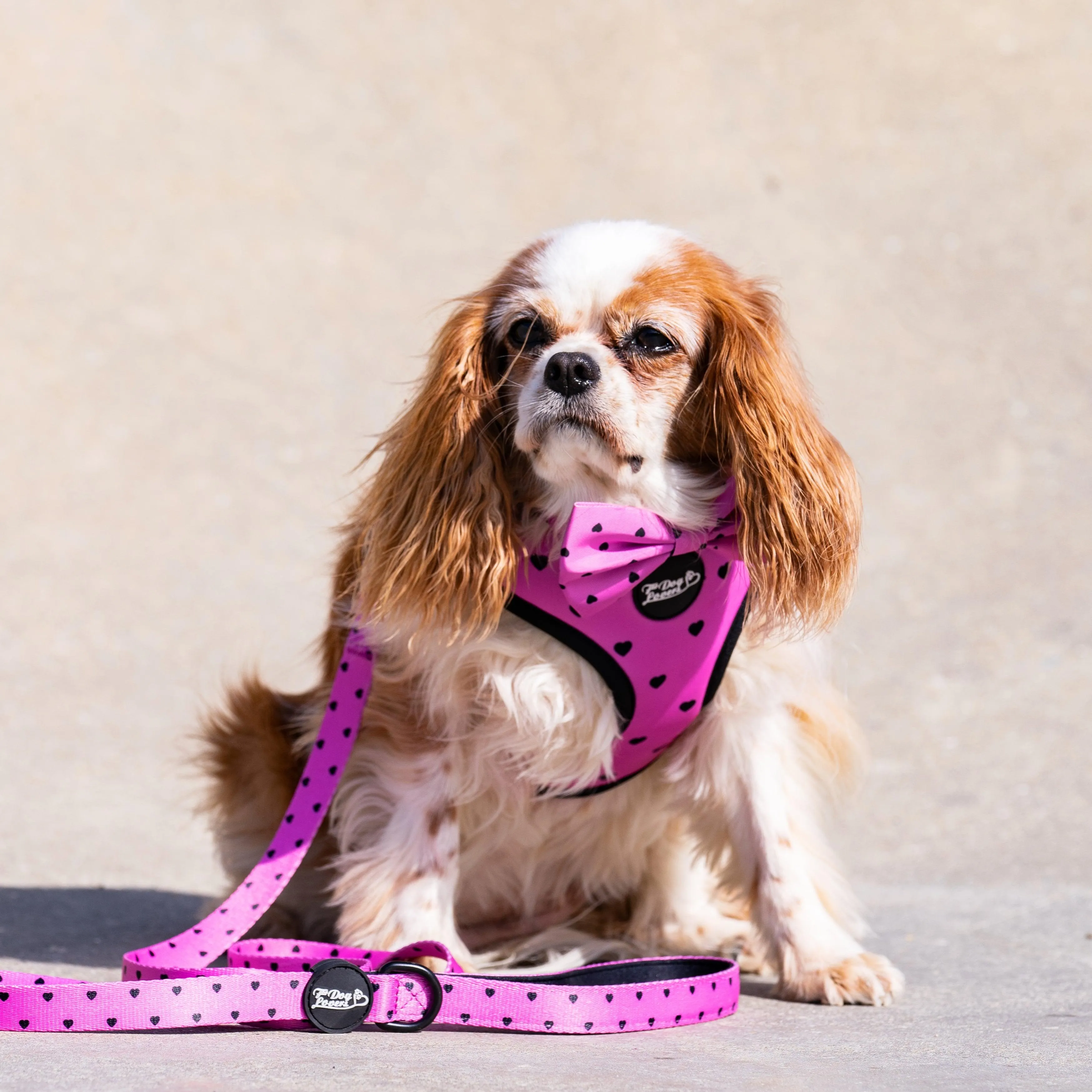Adjustable Dog Harness Follow Your Heart