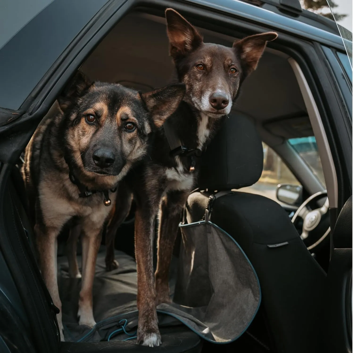 Beau's Bells V2 | Cats & Dogs Collar Bells with New Easy Release Clip | Premium Handmade - Track Your Pet, Protect Wildlife