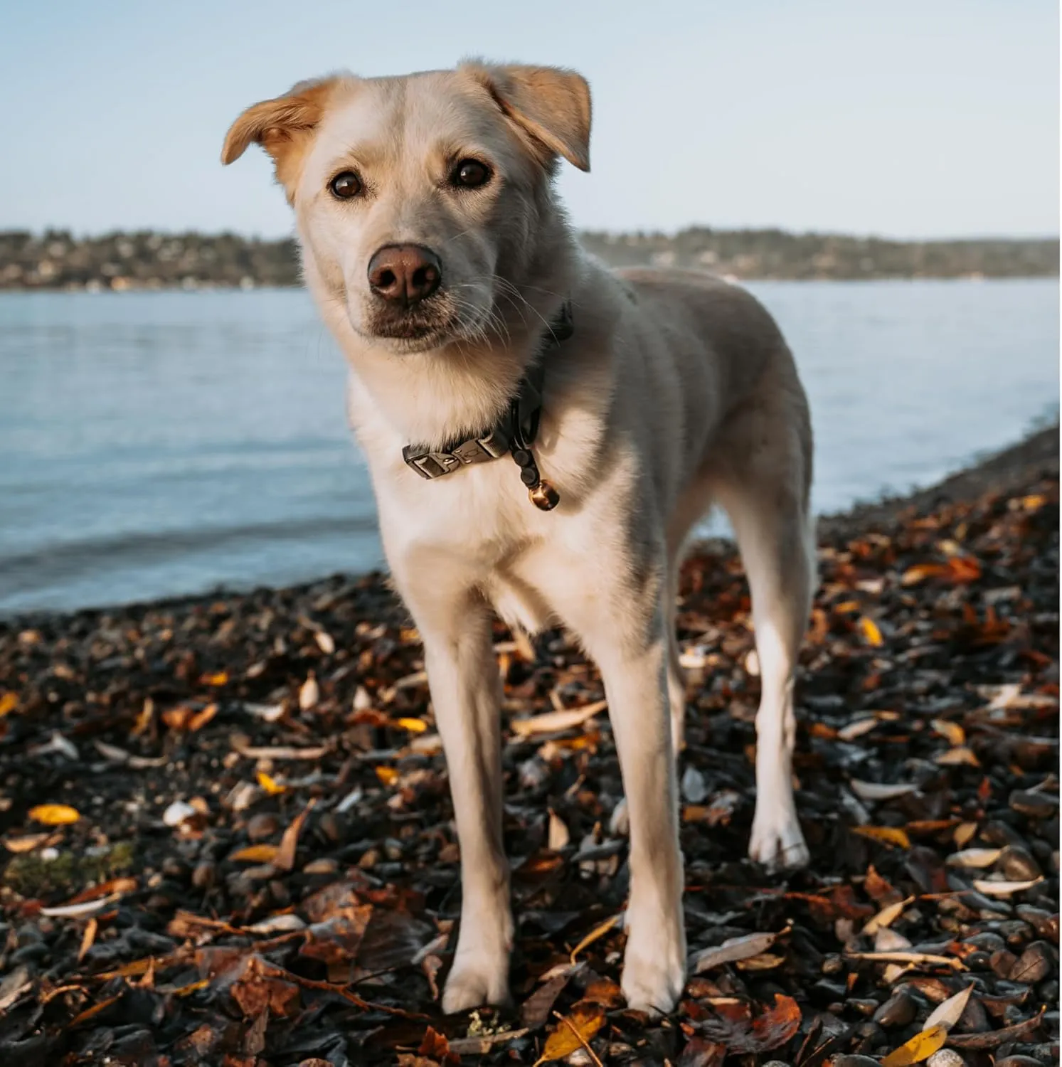 Beau's Bells V2 | Cats & Dogs Collar Bells with New Easy Release Clip | Premium Handmade - Track Your Pet, Protect Wildlife