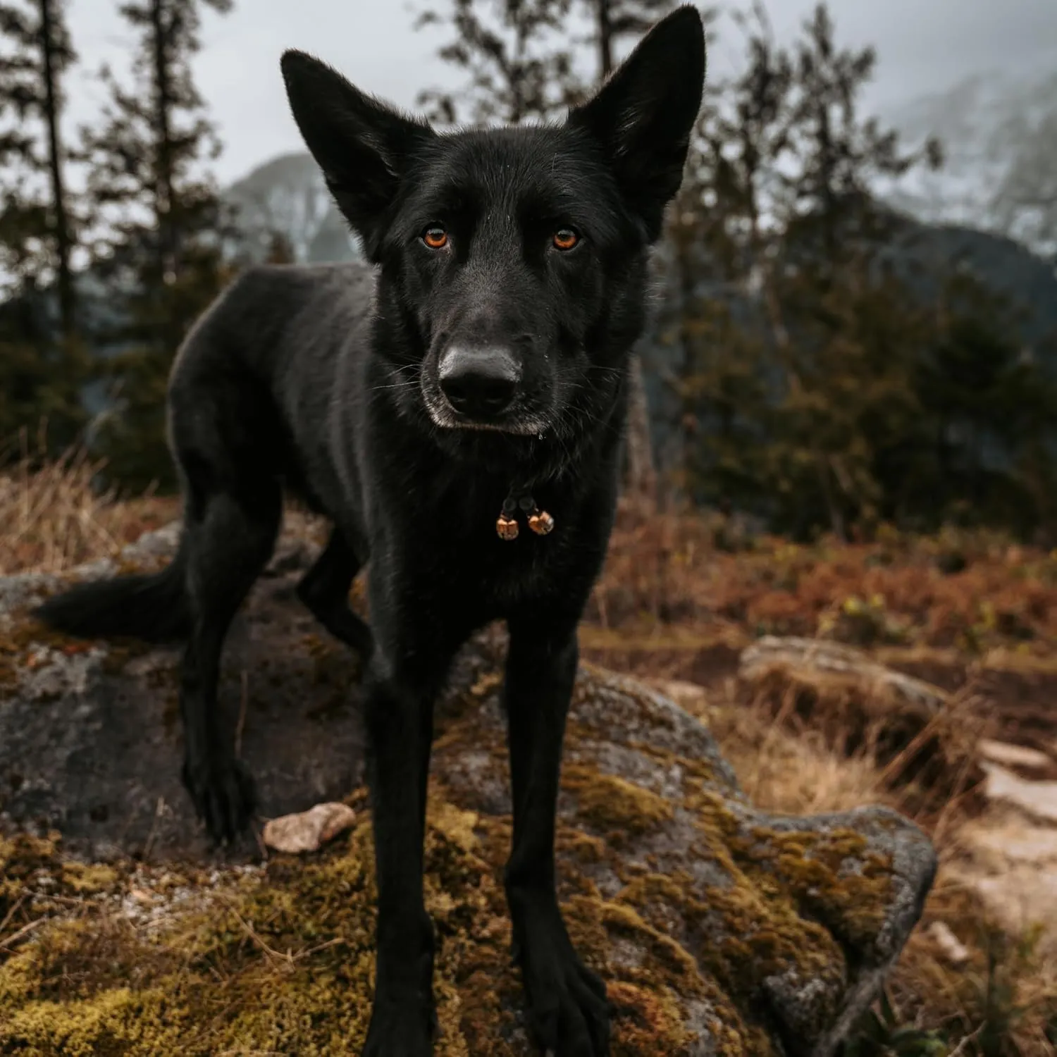 Beau's Bells V2 | Cats & Dogs Collar Bells with New Easy Release Clip | Premium Handmade - Track Your Pet, Protect Wildlife