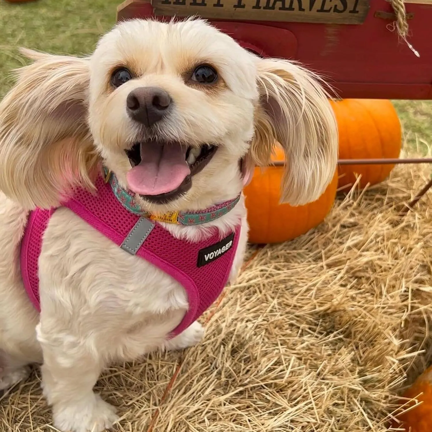 Best Pet Supplies Voyager Step-in Air Dog Harness - All Weather Mesh, Reflective, No Pull Harness for Small, Medium Dogs, Cats - Secure with Hook & Loop Fastener, Buckle, Double D-Rings - Fuchsia, S