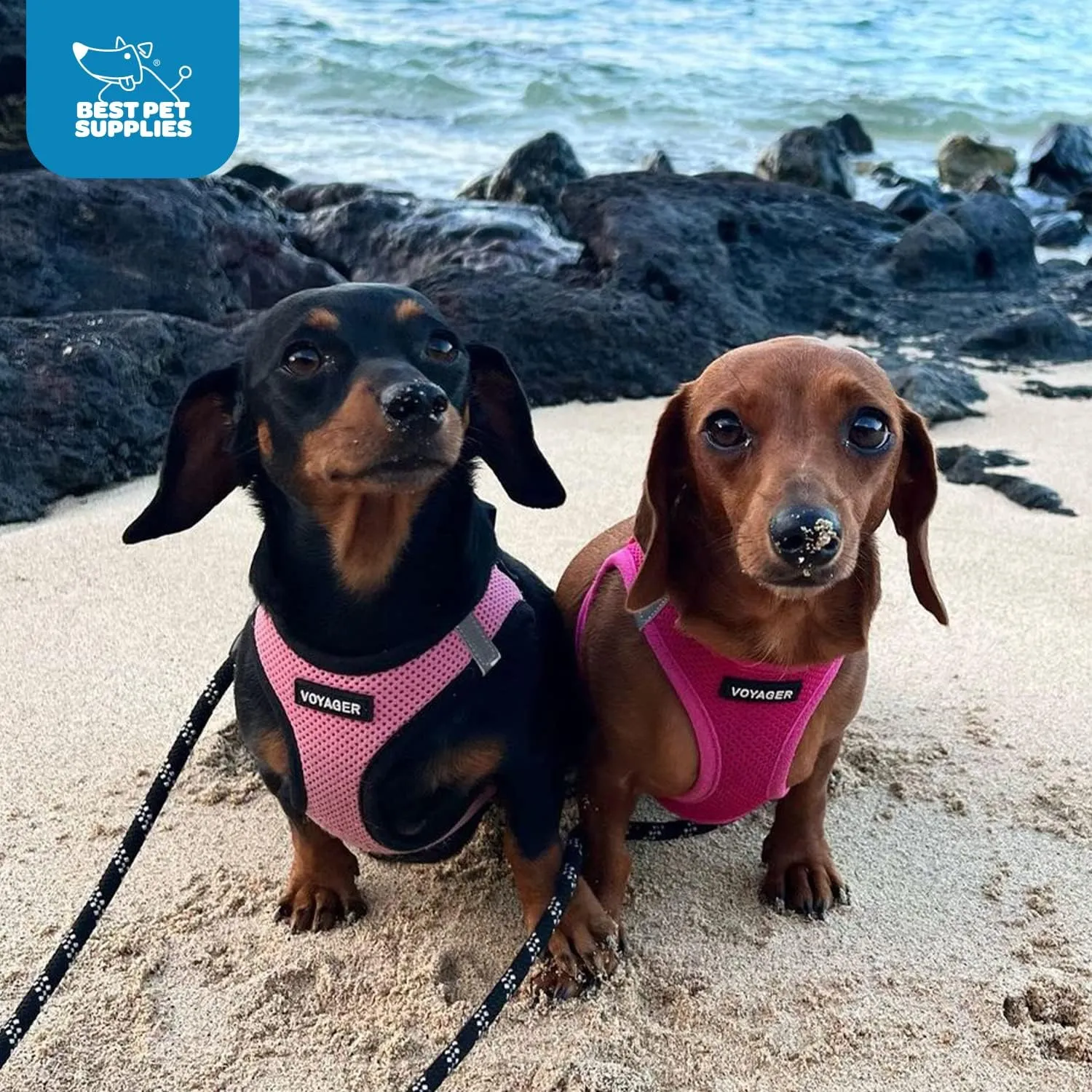 Best Pet Supplies Voyager Step-in Air Dog Harness - All Weather Mesh, Reflective, No Pull Harness for Small, Medium Dogs, Cats - Secure with Hook & Loop Fastener, Buckle, Double D-Rings - Fuchsia, S