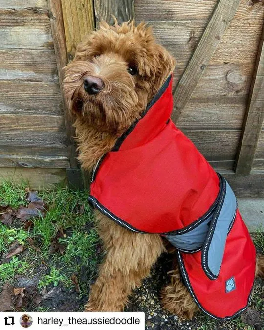 Danish Design - 2 In 1 Dog Coat - Orange - 30cm (12")