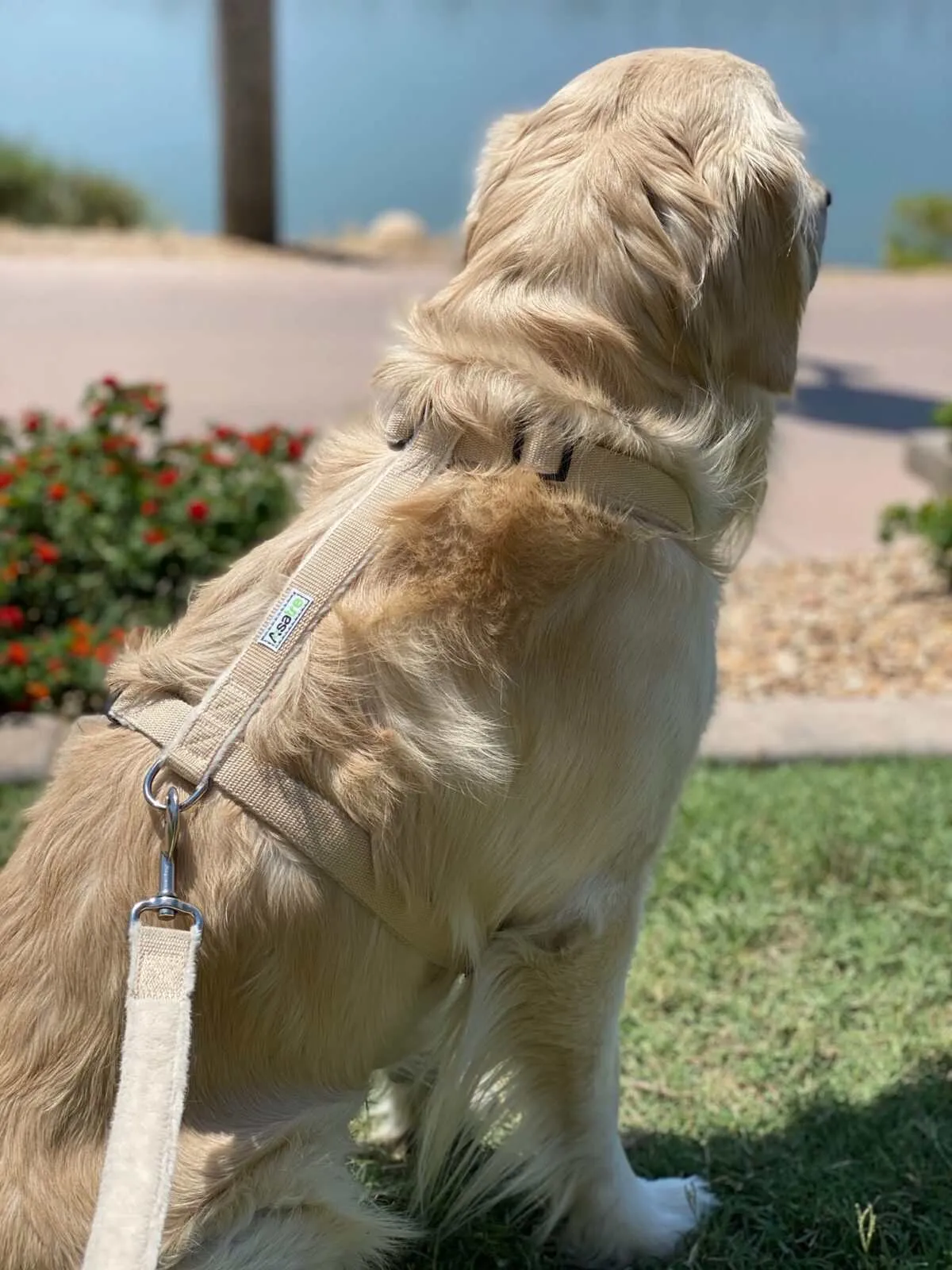 Dog Harness and Leash | Durable Adjustable Hemp Set - Beige