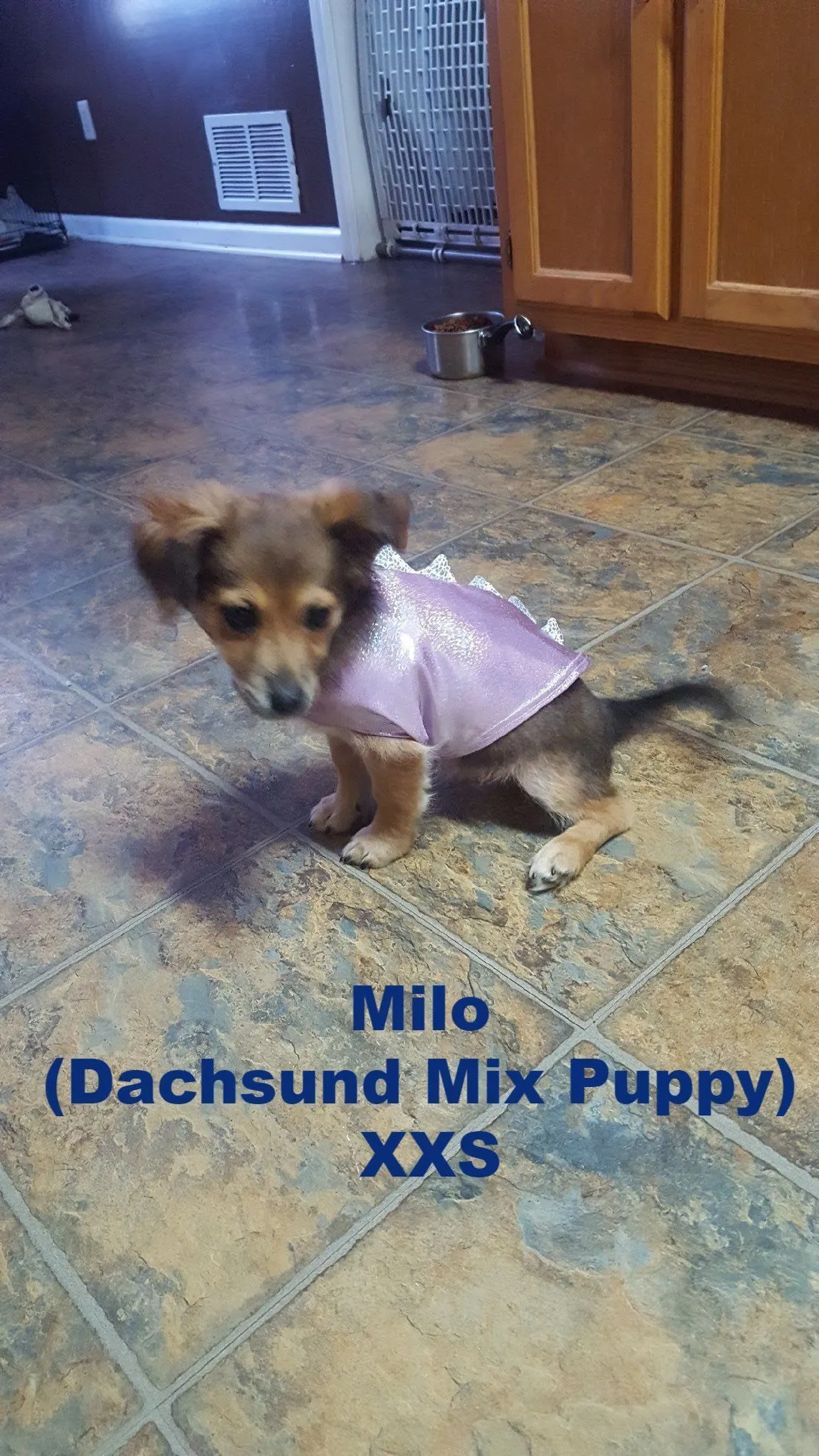 Galaxy UV Glow Pet Shirt