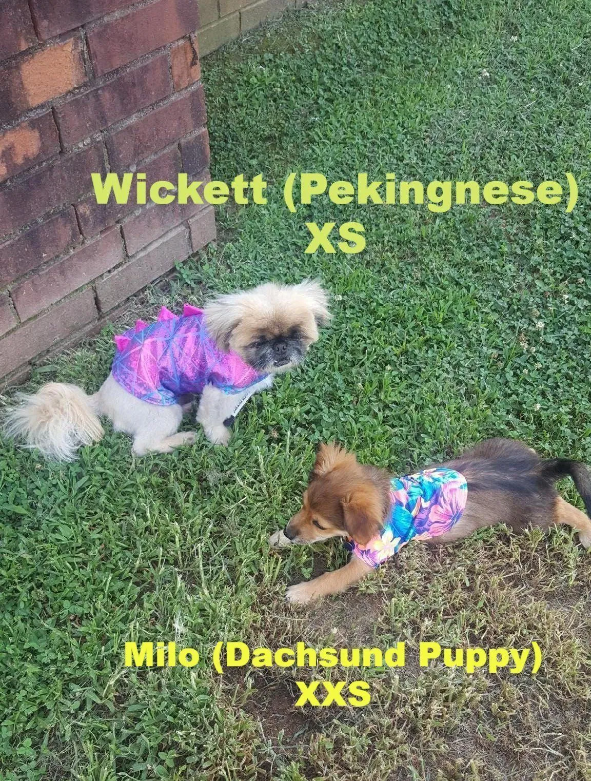 Galaxy UV Glow Pet Shirt