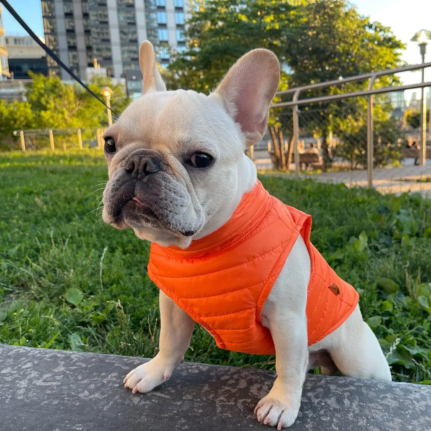 Gooby Puffer Vest Dog Jacket - Orange, Medium - Ultra Thin Zip Up Wind Breaker with Dual D Ring Leash - Water Resistant Small Dog Sweater Coat - Dog Clothes for Small Dogs Boy or Medium Dogs, (18")