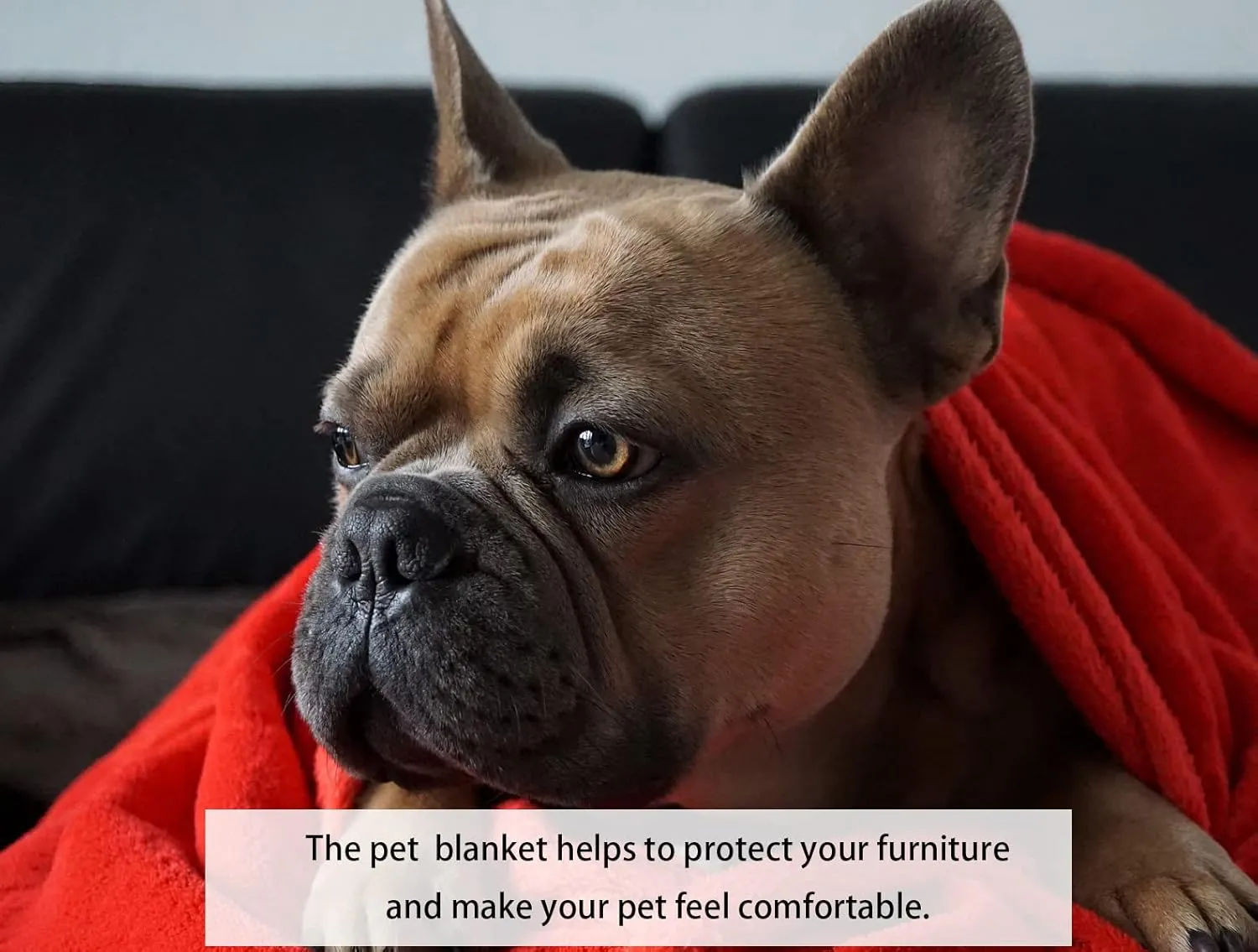 iMaylex Soft Puppy Flannel Fleece Blanket for Pet Dog Cat, Plush Microfiber, Cozy and Lightweight, Dark Grey, Pet, 19 x 27 inch (50 x 70 cm)