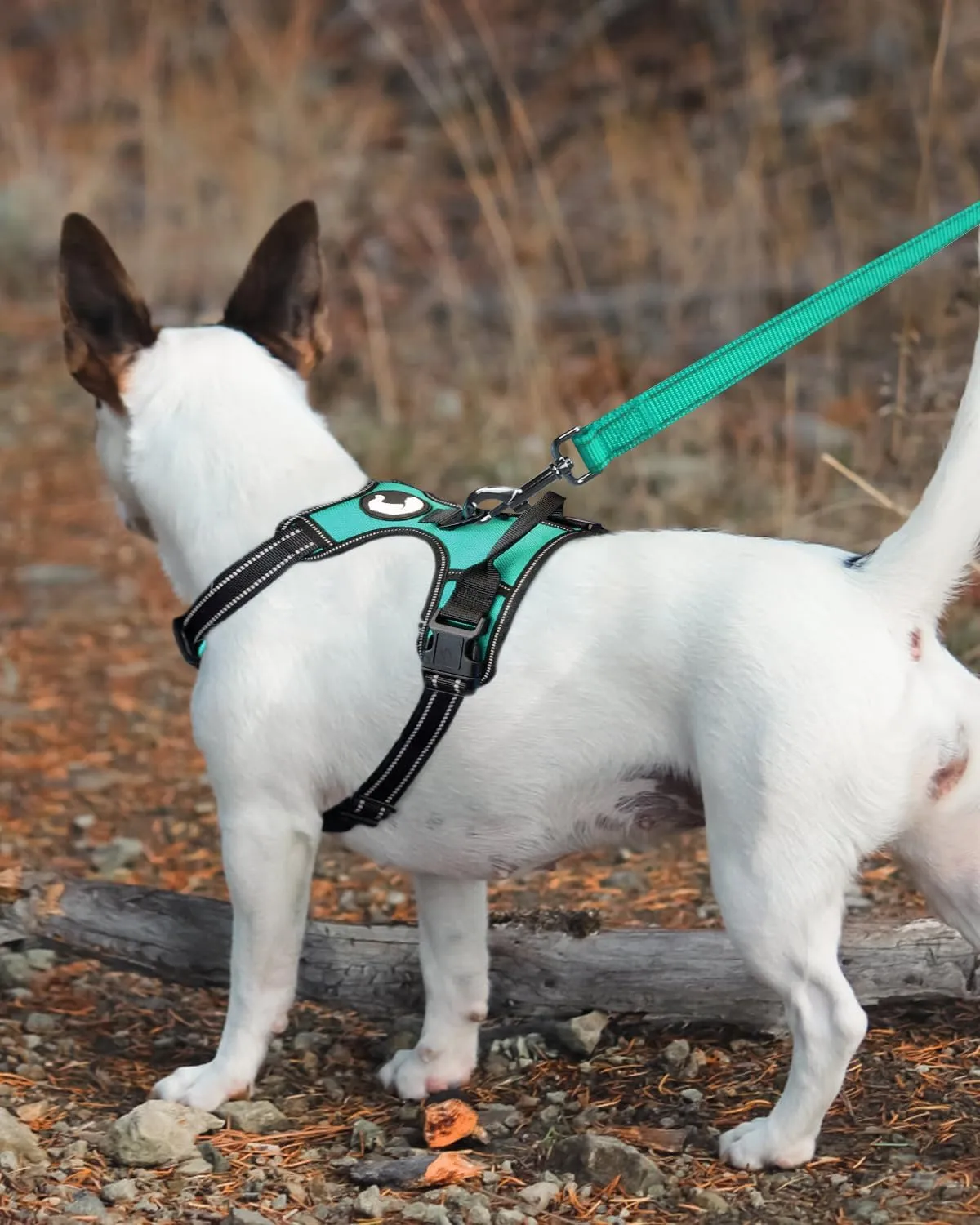 Joytale Double-Sided Reflective Dog Leash, 6 FT/5 FT/4 FT, Padded Handle Nylon Heavy Duty Leashes for Medium & Large Dogs Walking, Teal, 6FT