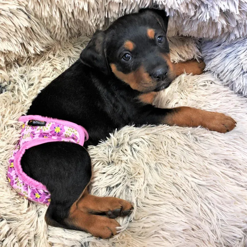 PACK of 3 Female Dog Diapers with 4 - LAYERS of Absorbent Pads WATERPROOF Leak Proof Washable for Small and Large Pet