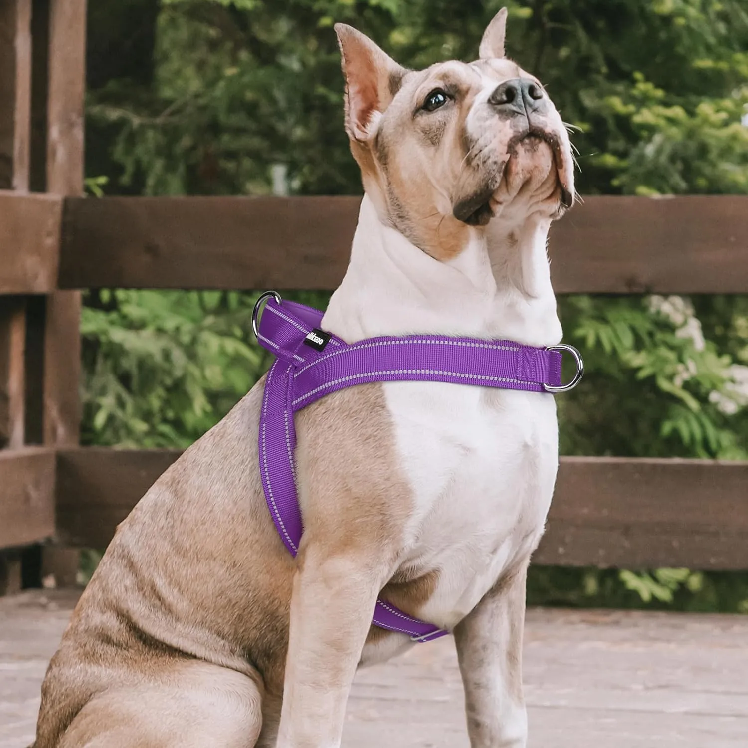 rabbitgoo Dog Harness No Pull, Quick Fit for Medium Sized Dog with Soft Padded Handle, Chest Adjustable Reflective Pet Vest, No Choke Escape Proof for Walking Training, Purple M